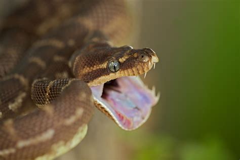 what snake doesnt have teeth.